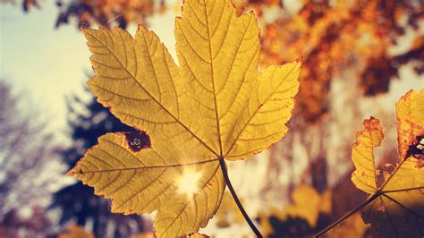 Leaves Yellow Autumn Wallpapers Pixelstalknet