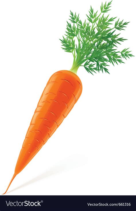 Carrot With Top Royalty Free Vector Image Vectorstock