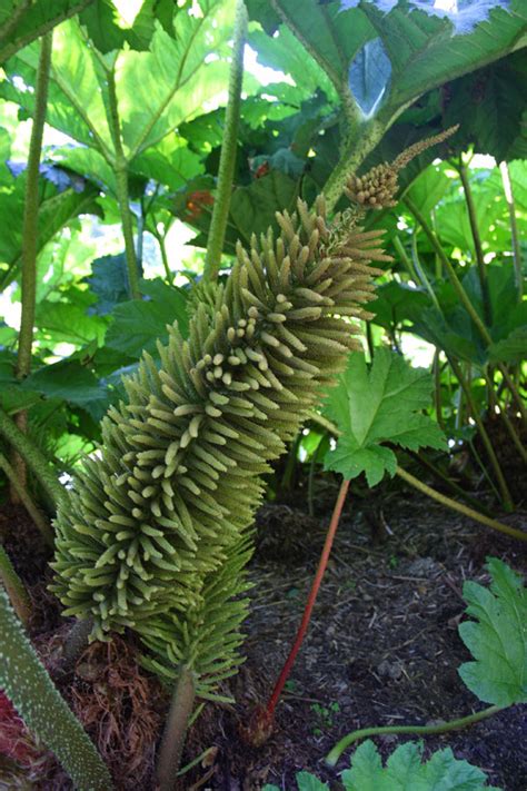 Maybe you would like to learn more about one of these? Loki-Schmidt-Garten Hamburg - gruenestreiben.de