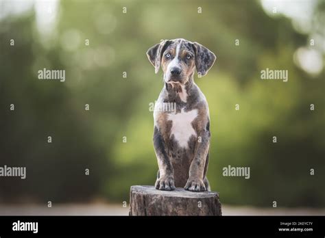 Louisiana Catahoula Leopard Dog Puppy Stock Photo Alamy