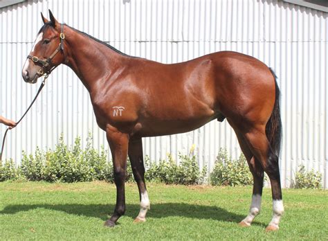 Run For Glory Thoroughbred Horse Profile - Next Race, Form, Stats, News