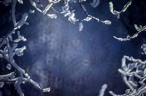 무료 이미지 나무 물 자연 분기 눈 겨울 햇빛 꽃 서리 얼음 반사 어둠 푸른 시즌 동결 매크로