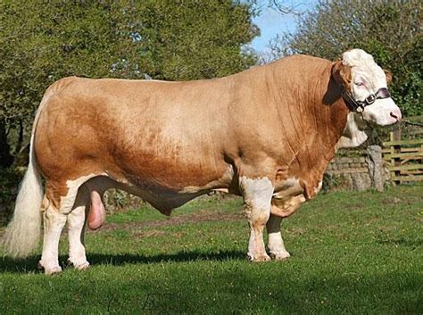 Jual Sapi Metal: Jual Sapi Metal | Sapi Metal atau Simmental