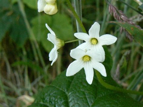 What Is This Small 5 Petalled White Flower Flowers Forums