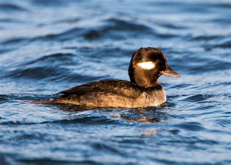 Wshgnet The Smallest Diving Duck Is Big On Spirit Featured The