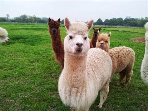 Abbotts View AlpacasAbbotts View Farm (Aylesbury) - 2021 ...