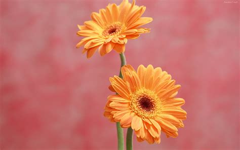 Free download Descargar Fondos de pantalla flores naranjas ...