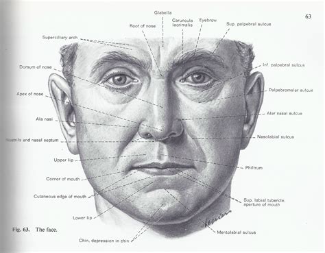 Анатомия лица рисунок Много фото