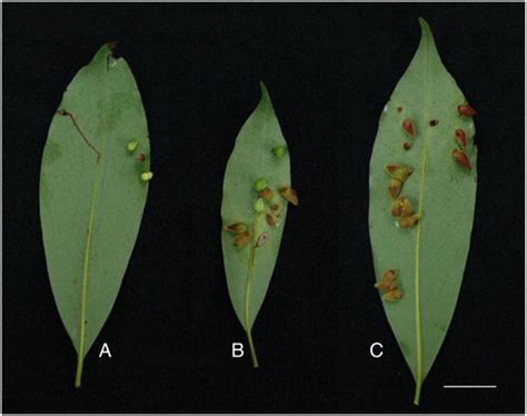 The Morphology Of Green Obovate And Red Ovoid Galls Residing On