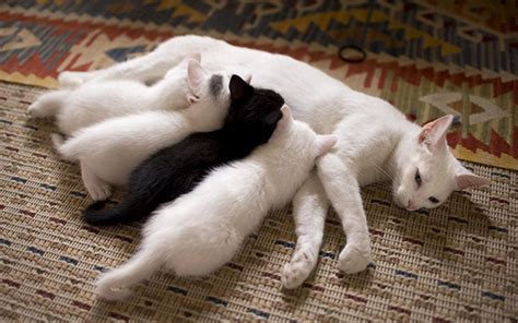 20 Proud Cat Mommies With Their Kittens Bored Panda