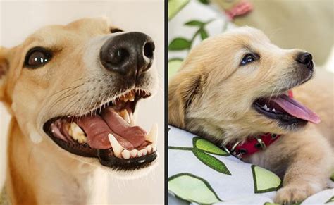 How Many Teeth Do Dogs Have All Dog Dental Questions Answered Petmoo