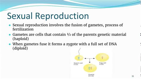 Asexual Vs Sexual Reproduction Lecture Youtube