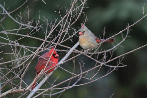 Northern Cardinal Pair Stock Photo Image Of Wildlife 240698342