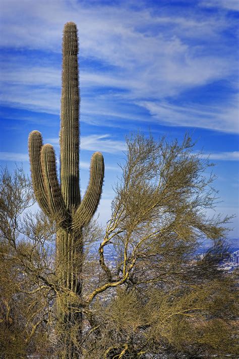 Saguaro Cactus Of The Desert Southwest Photograph By Kelley King Fine