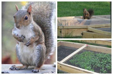 Make sure that no ground cover, trees, and shrubs are planted in a straight line that connects the woods to. How to Make Squirrel Screens for Raised Garden Beds ...