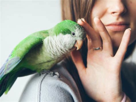 Domestic travel options for pets that can't fly. How to Transport Exotic Pets During a Move | U-Pack