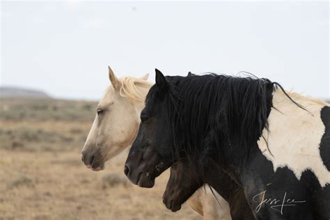 Black And White Wild Horses Photo Mccullough Peaks Wyoming Jess Lee