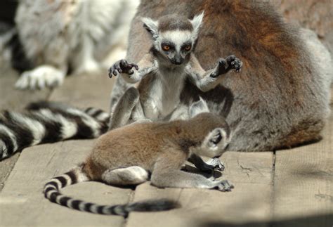 Ring Tailed Lemur Babies Zoochat