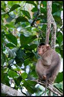 Alibaba.com offers 1,111 blue myanmar products. Travel Photo Gallery - Kinabatangan River, Malaysia