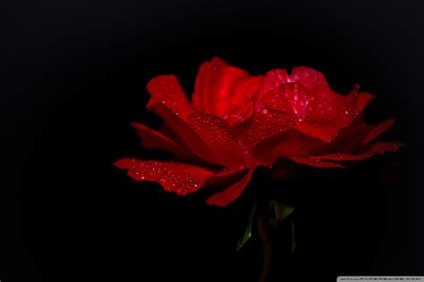 Dewdrops On A Red Rose Ultra Hd Desktop Background Wallpaper For 4k Uhd