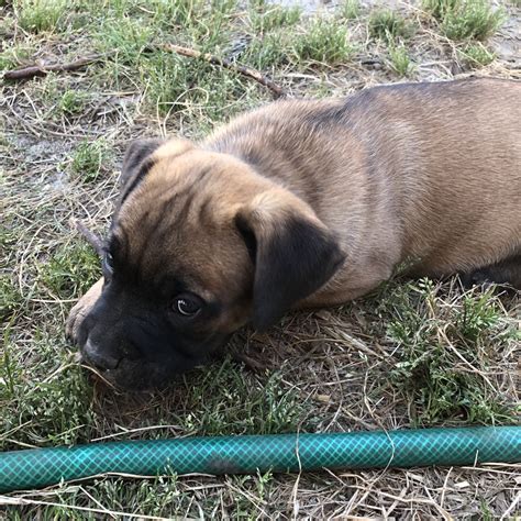 You may either find your future puppy amongst our published cane corso puppies for sale or, based on a special search, we will locate your future cane corso puppy, and. Cane Corso Puppies For Sale | Leland, NC #296016 | Petzlover