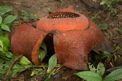 The corpse flower is a species of plant known by the scientific name rafflesia arnoldii. notes from other places - Rafflesia (Corpse Flower)