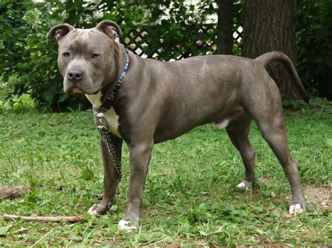 Knight Sabre The Thunderfoot Blue Nose Blue Brindle Pitbull 9