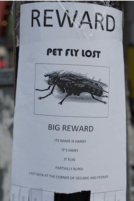 12 Funniest Lost And Found Pet Signs Lost Signs Pet Signs Oddee