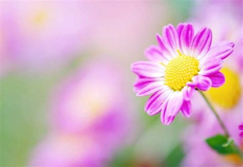 Hd wallpapers and background images Pink Daisy Flower Wallpapers - Wallpaper Cave