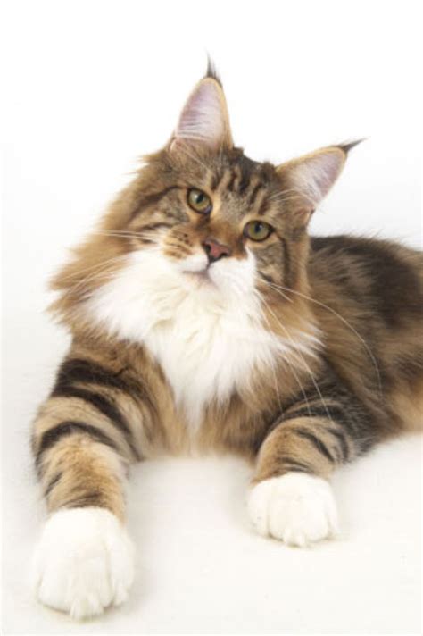 Maine coons are widely known for being massive and having majestic, silky fur coats. Member News 2010-2 | World Cat Congress