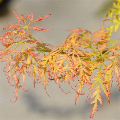 Buy Viridis Japanese Maple Trees Online Garden Goods Direct