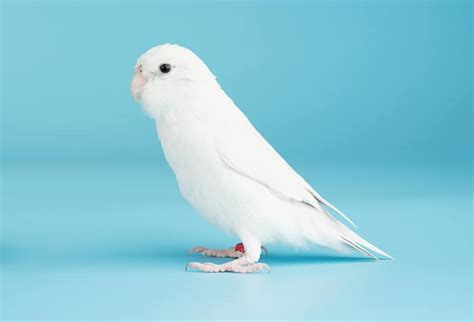 Whats The Difference Between An Albino Parakeet Budgie And A Lutino