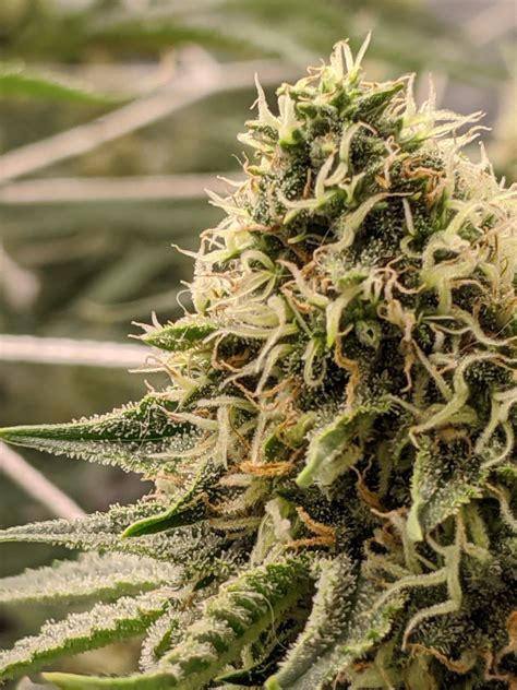 Which is best seed bank to order cannabis seeds online? ILGM or Crop King? Who is the best seed bank in 2020 ...