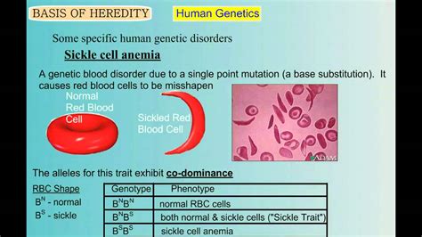 Genetics Part 5 Human Genetic Disorders Youtube