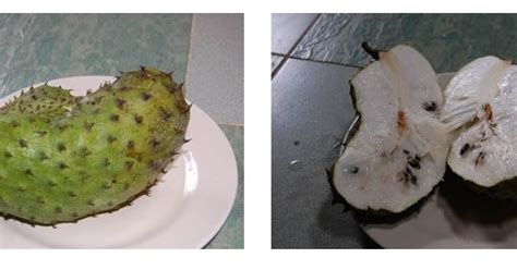 Contdict.com > indonesian english online translator. Suria Helang Lui: Durian Belanda (Soursop)