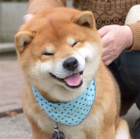 They respond to the love and care and become active, friendly, curious and very social. Meet Ryujii, The Handsome And Ridiculously Cute Shiba From ...