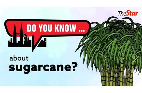 Do You Know About Sugarcane Mywinet