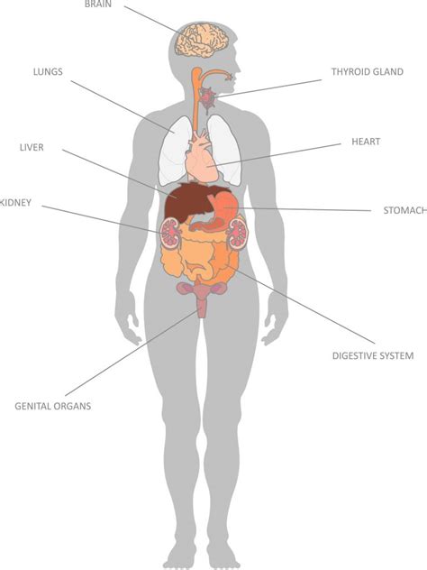 Having Map Of Internal Organs To Understand Human Body Anatomy Of