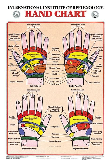 Hand Reflexology Chart Gesundheit Körper Und Akupunktur