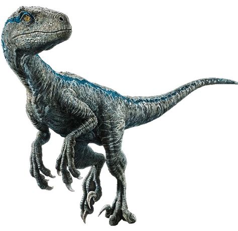 Image Result For How To Draw Realistic Blue From Jurassic World Blue