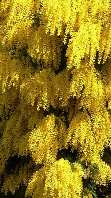 The pink tabebuia is a small statured tree. mimosa_flowering_spring_fluffy_beautiful_37097_640x1136 ...