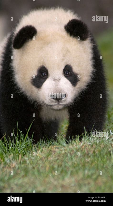 5 Month Old Giant Panda Cub Wolong China Stock Photo Alamy