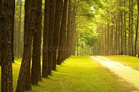 Pine Tree Forest Stock Image Image Of Outdoors Pedestrian 10234579