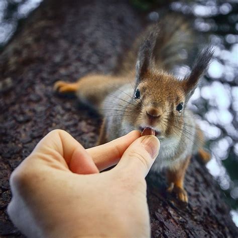 Squirrel Whisperer Photographer Feeds Wild Animals To Capture Adorable