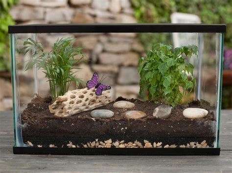 Growing succulents in closed terrariums. How to make a terrarium | KiwiReport