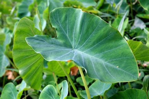 Colocasia Leaves Taro Leaves Nutrition Health Benefits And How To Eat