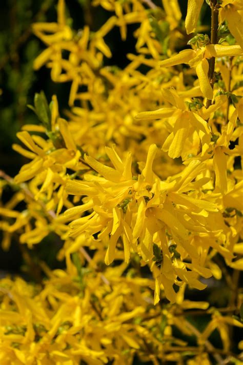 How To Grow Weeping Forsythia Care Guide Gardenisms