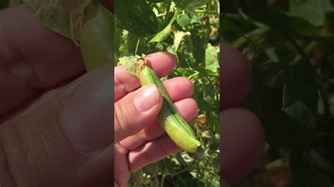 To make sure that you don't leave it in the ground for too long. How to tell when peas are ready to harvest? - YouTube