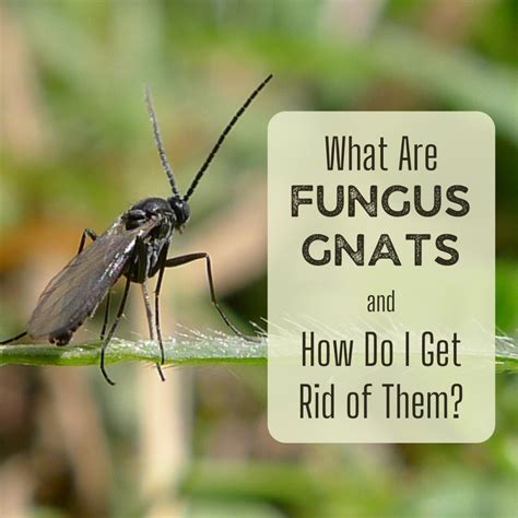 Fungus Gnats How To Get Rid Of These Small Black Flies In Your House