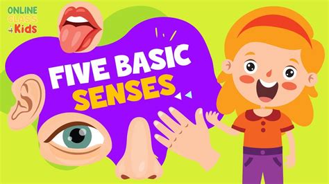 The Five Basic Senses Human Sense Organ Science Lesson For Kids